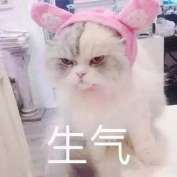 娱乐吃瓜君猫生气歌,萌宠音乐新潮流