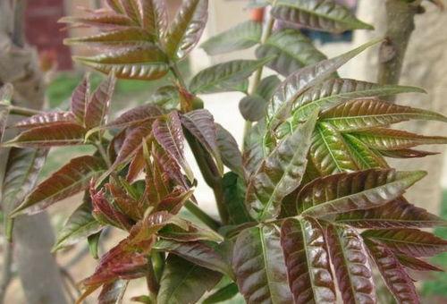 荔枝娱乐明星日常吃瓜,荔枝娱乐界的“吃瓜”风云录