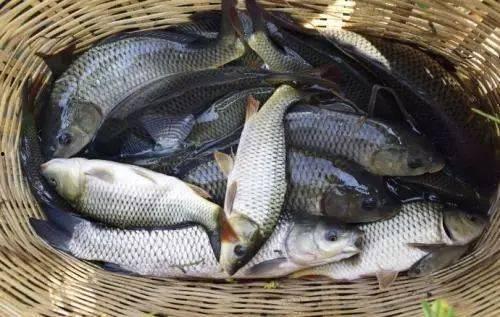 娱乐吃瓜酱钓鱼,揭秘钓鱼圈的那些事儿