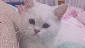 娱乐吃瓜酱可爱小鱼,可爱小鱼带你畅游娱乐圈