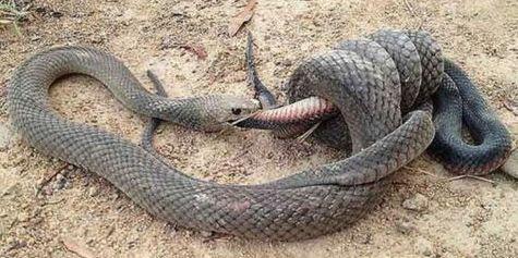 娱乐吃瓜酱大胖蛇,揭秘娱乐圈背后的秘密与趣闻