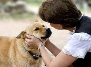 娱乐吃瓜养狗视频大全